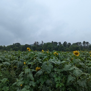 PXL_20240818_183743586.jpg